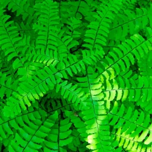 Ostrich Fern Bare Roots - Set of 5 Live Plants, 4-6 Inches, Hardy for Shade - Image 3