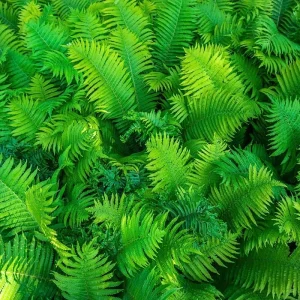 Ostrich Fern Bare Roots - Set of 5 Live Plants, 4-6 Inches, Hardy for Shade - Image 4