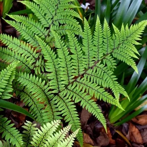 Ostrich Fern Bare Roots - Set of 5 Live Plants, 4-6 Inches, Hardy for Shade - Image 5