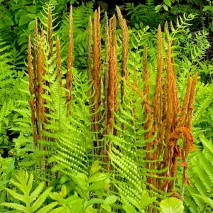 Ostrich Fern Bare Roots - Set of 5 Live Plants for Shade, 4-6 Inches Tall, Hardy Zones 3-9 - Image 2