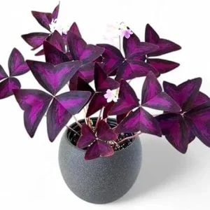 Oxalis Shamrock Plant Live Perennial 4-8" Tall Indoor Outdoor Growing - Image 2