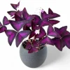 Oxalis Shamrock Plant Live Perennial 4-8" Tall Indoor Outdoor Growing - Image 1