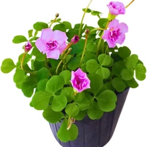 Oxalis Triangularis Live Plant - Purple Shamrock Plant, 4 Inch Pot, Houseplant - Image 3