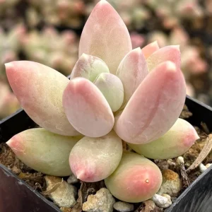 Pachyphytum Compactum Rose Succulent Live Plant - Little Jewel 2 inch pot - Image 2