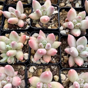 Pachyphytum Compactum Rose Succulent Live Plant - Little Jewel 2 inch pot - Image 4