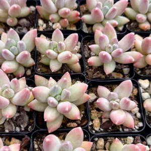 Pachyphytum Compactum Rose Succulent Live Plant - Little Jewel 2 inch pot - Image 5