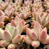 Pachyphytum Compactum Rose Succulent Live Plant - Little Jewel 2 inch pot - Image 1