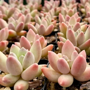 Pachyphytum Compactum Rose Succulent Live Plant - Little Jewel 2 inch pot - Image 1