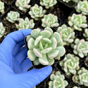 Pachyveria Draco Succulent Live Plant - 2 inch Hybrid Rosette, Indoor/Outdoor - Image 3