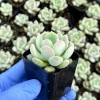 Pachyveria Draco Succulent Live Plant - 2 inch Hybrid Rosette, Indoor/Outdoor - Image 1