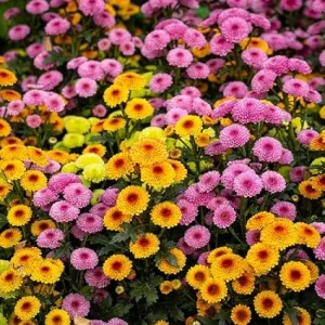 Pack 3 Mix Mum Plants Live, 3 to 6 Inch Tall Assorted Chrysanthemum Plant, Perennial Colorful Flowers, Live Mums Plants for Outside, No Pot - Image 3