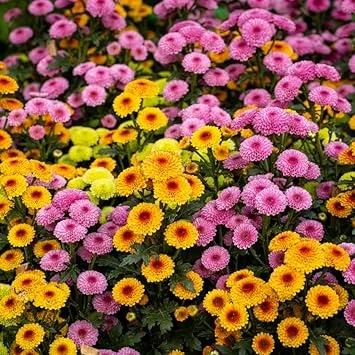 Pack 3 Mix Mum Plants Live, 3 to 6 Inch Tall Assorted Chrysanthemum Plant, Perennial Colorful Flowers, Live Mums Plants for Outside, No Pot - Image 5