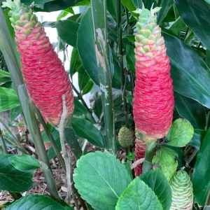 Pack 6 Hawaiian Awapuhi Shampoo Ginger Rhizomes - Zingiber Zerumbet Tubers - Image 5