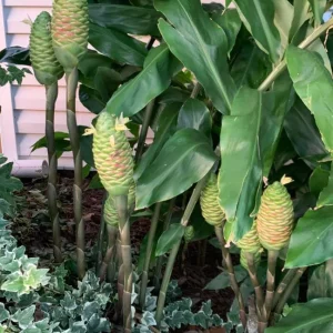 Pack 6 Hawaiian Awapuhi Shampoo Ginger Rhizomes - Zingiber Zerumbet Tubers - Image 6