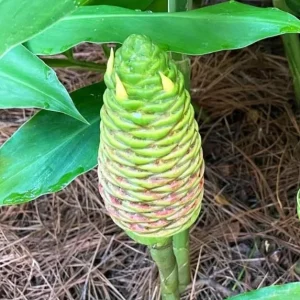 Pack 6 Hawaiian Awapuhi Shampoo Ginger Rhizomes - Zingiber Zerumbet Tubers - Image 9