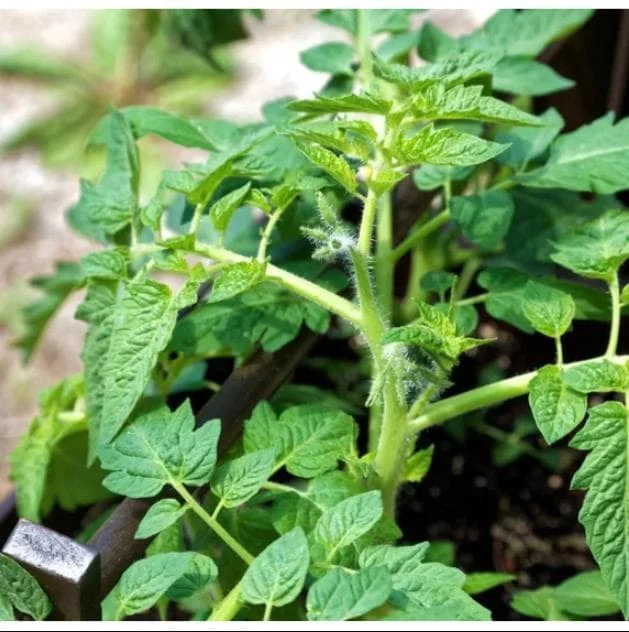 Pack of 2 Cherry Red Tomato Live Plants, 4 Inch Pot, 6-8 Inch Tall, Sweet Red Tomato - Image 10