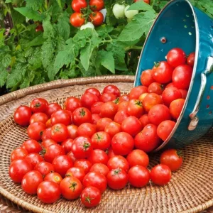 Pack of 2 Cherry Red Tomato Live Plants, 4 Inch Pot, 6-8 Inch Tall, Sweet Red Tomato - Image 2