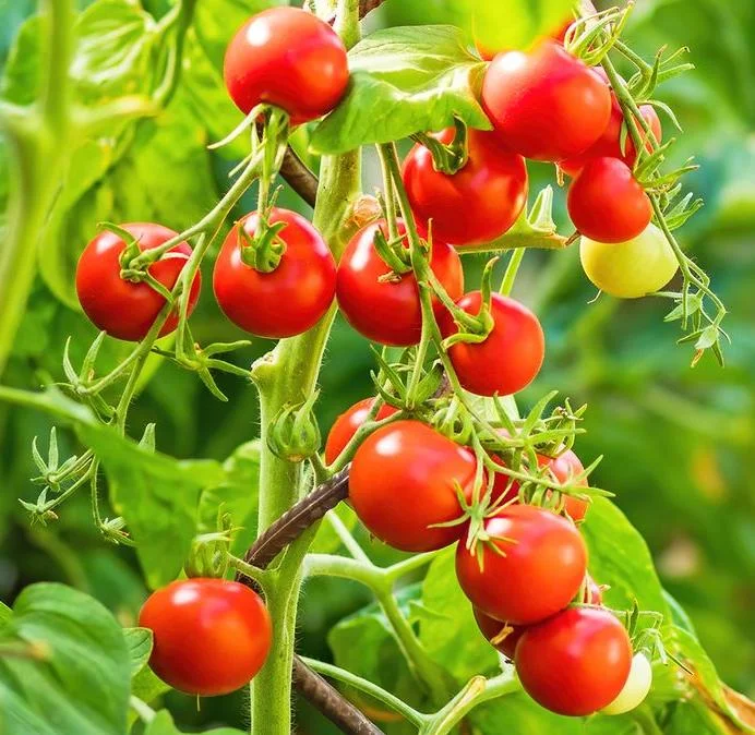 Pack of 2 Cherry Red Tomato Live Plants, 4 Inch Pot, 6-8 Inch Tall, Sweet Red Tomato - Image 4