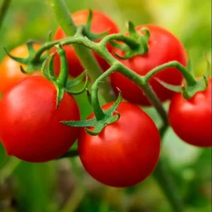 Pack of 2 Cherry Red Tomato Live Plants, 4 Inch Pot, 6-8 Inch Tall, Sweet Red Tomato - Image 6