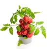 Pack of 2 Cherry Red Tomato Live Plants, 4 Inch Pot, 6-8 Inch Tall, Sweet Red Tomato - Image 1