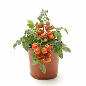 Pack of 2 Cherry Red Tomato Live Plants, 4 Inch Pot, 6-8 Inch Tall, Sweet Red Tomato - Image 8