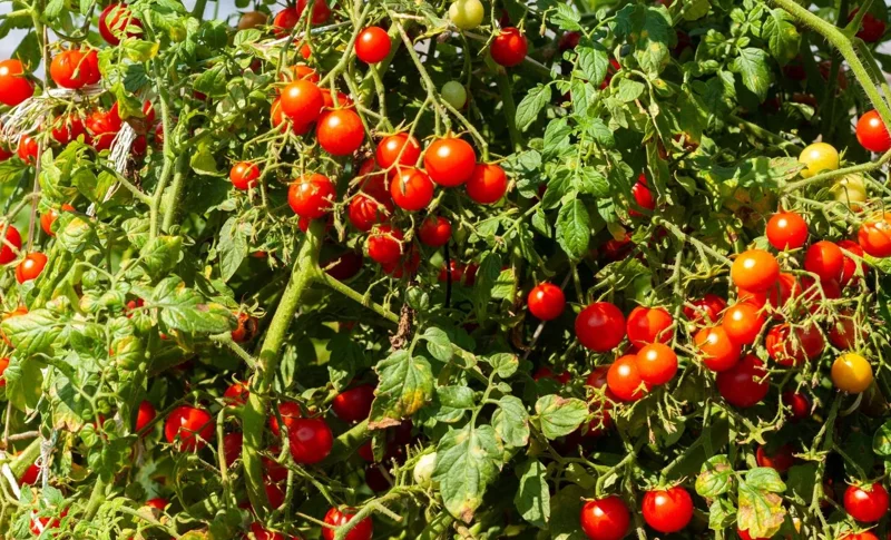 Pack of 2 Cherry Red Tomato Live Plants, 4 Inch Pot, 6-8 Inch Tall, Sweet Red Tomato - Image 9