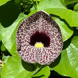 Pack of 4 Dutchman Pipe Live Plants, Giant Vine, 6-12 inches, Fast Growing, Bare Root - Image 6