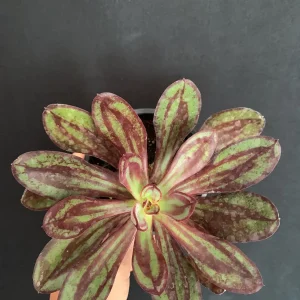 Painted Echeveria Live Succulent Plant 4 inch Pot - Purple Burgundy Blue Green - Image 2