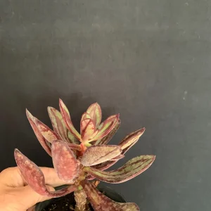 Painted Echeveria Live Succulent Plant 4 inch Pot - Purple Burgundy Blue Green - Image 3