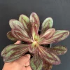 Painted Echeveria Live Succulent Plant 4 inch Pot - Purple Burgundy Blue Green - Image 1
