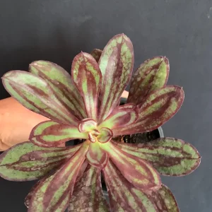 Painted Echeveria Live Succulent Plant 4 inch Pot - Purple Burgundy Blue Green - Image 4