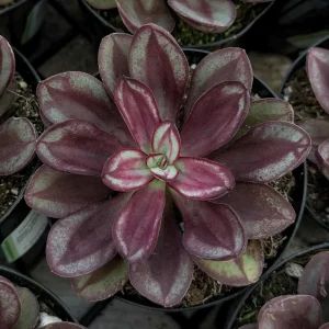 Painted Echeveria Nodulosa Live Plant - Purple Succulent in 4 inch Pot - Image 2