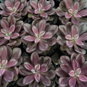 Painted Echeveria Nodulosa Live Plant - Purple Succulent in 4 inch Pot - Image 3