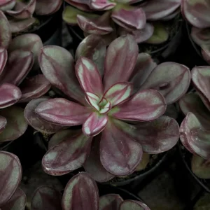 Painted Echeveria Nodulosa Live Plant - Purple Succulent in 4 inch Pot - Image 1