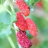 Pakistan Mulberry Tree Live Plant, Hardy Fruit Tree, 4-8'' Tall, Outdoor - Image 1