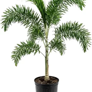 Palm Tree Live Plant 1 Gallon Pot - Indoor/Outdoor Houseplant, Green Leaves - Image 3