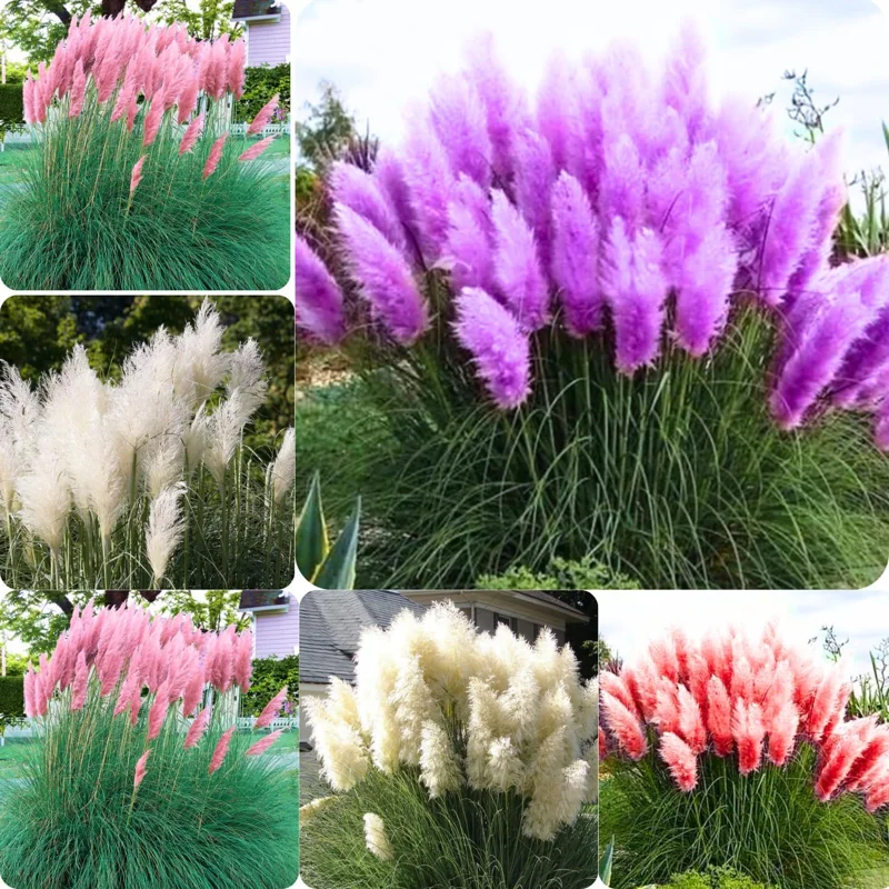 Pampas Grass Live Plants – 3-Pack Ornamental Grass in 2.5" Pots – Outdoor - Image 3