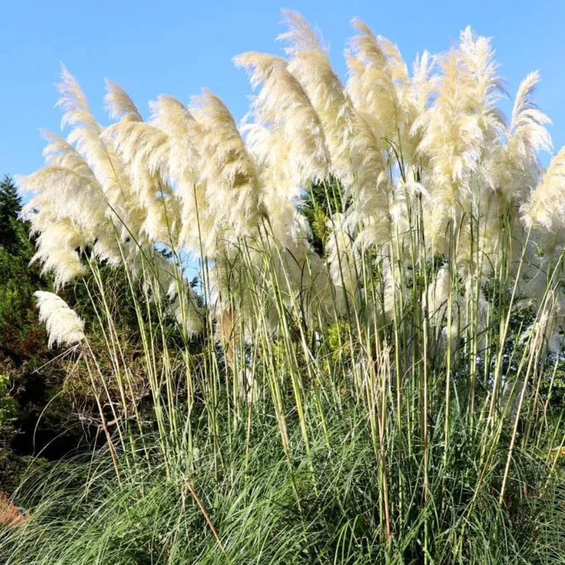 Pampas Grass Live Plants – 3-Pack Ornamental Grass in 2.5" Pots – Outdoor - Image 1