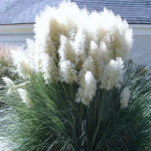 Pampas Grass Live Plants, White Ornamental Grass, 2-Pack, 4-8 Inches Tall, Outdoor - Image 3