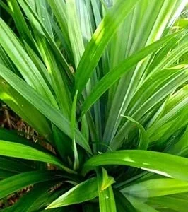 Pandan Live Plant - 2.5