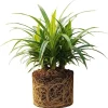 Pandan Live Plant for Garden, Rooted, 4-6 Inches Tall, Full Sun - Image 1