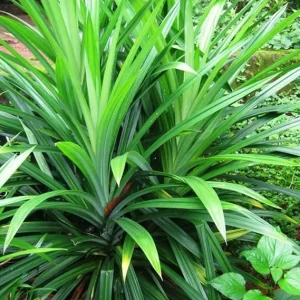 Pandan Live Plant - Indoor Outdoor Herb, 5-7 Inches Tall, Fragrant Perennial - Image 3