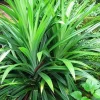 Pandan Live Plant - Indoor Outdoor Herb, 5-7 Inches Tall, Fragrant Perennial - Image 1