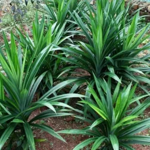 Pandan Plant Live Herb for Planting - Indoor/Outdoor Perennial - 5-8 Inches Tall - Image 4
