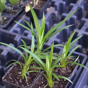 Pandan Plant - Pandanus Amaryllifolius Live Herb - 5 Inch Potted - Image 2