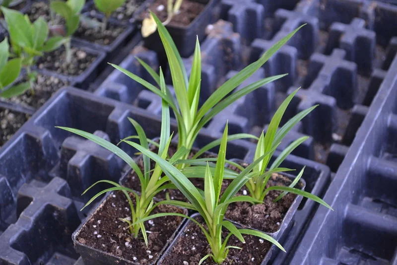 Pandan Plant - Pandanus Amaryllifolius Live Herb - 5 Inch Potted - Image 2