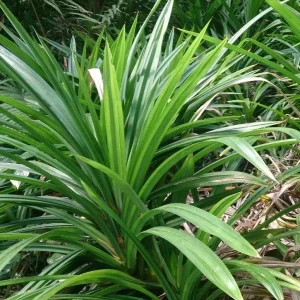 Pandan Plant - Pandanus Amaryllifolius Live Herb - 5 Inch Potted - Image 1