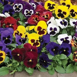 Pansies Live Plants - 2 Pack Colorful Flowers in 4 Inch Pots for Outdoor Garden - Image 3
