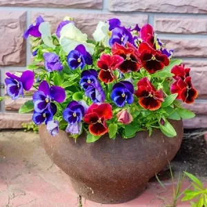 Pansy Live Plant 3-Pack - Colorful Flowering Plants in 4-Inch Pots for Indoor/Outdoor - Image 2