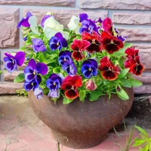 Pansy Live Plant 3-Pack - Colorful Flowering Plants in 4-Inch Pots for Indoor/Outdoor - Image 6